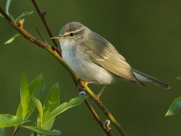 Lapinuunilintu, Arctic Warbler, Phylloscopus borealis